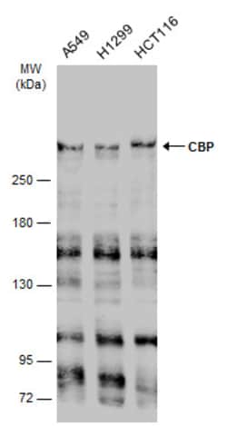 Invitrogen CBP Polyclonal Antibody 100 &mu;L; Unconjugated:Antibodies,