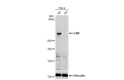 Invitrogen CBP Polyclonal Antibody 100 μL; Unconjugated:Antibodies,