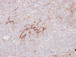 Invitrogen Decorin Polyclonal Antibody 100 &mu;L | Buy Online | Invitrogen&trade; | Fisher Scientific