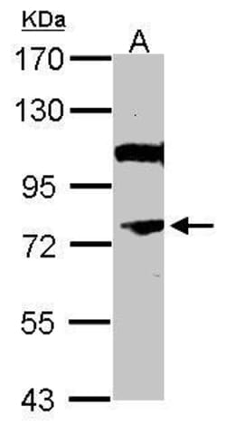 Invitrogen NOR-1 Polyclonal Antibody 100 &mu;L | Buy Online | Invitrogen&trade; | Fisher Scientific