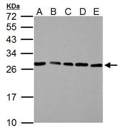 Invitrogen HMGB1 Polyclonal Antibody 100 &mu;L | Buy Online | Invitrogen&trade; | Fisher Scientific