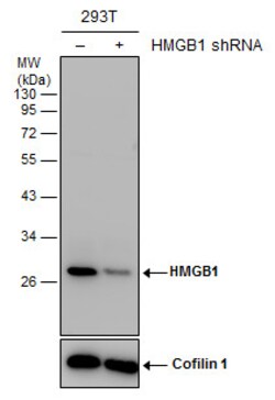 Invitrogen HMGB1 Polyclonal Antibody 100 &mu;L | Buy Online | Invitrogen&trade; | Fisher Scientific