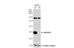 Invitrogen Maspin Polyclonal Antibody 100 &mu;L; Unconjugated:Antibodies,