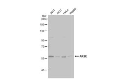 Invitrogen Arylsulfatase E Polyclonal Antibody 100 &mu;L; Unconjugated:Antibodies,