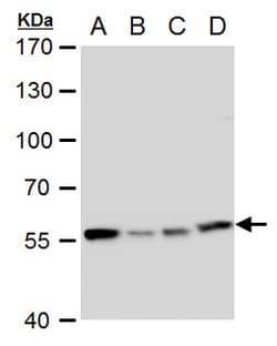 Invitrogen TCP-1 eta Polyclonal Antibody 100 &mu;L; Unconjugated:Antibodies,