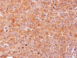 Invitrogen AHCY Polyclonal Antibody 100 &mu;L; Unconjugated:Antibodies,