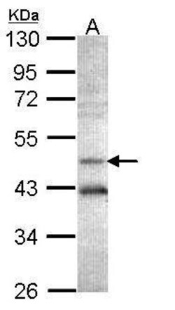Invitrogen AHCY Polyclonal Antibody 100 &mu;L; Unconjugated:Antibodies,
