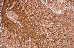 Invitrogen PGK1 Polyclonal Antibody 100 μL; Unconjugated:Antibodies,