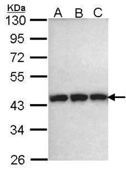 Invitrogen PGK1 Polyclonal Antibody 100 μL; Unconjugated:Antibodies,