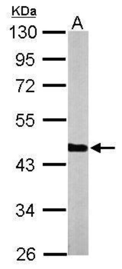 Invitrogen PGK1 Polyclonal Antibody 100 μL; Unconjugated:Antibodies,