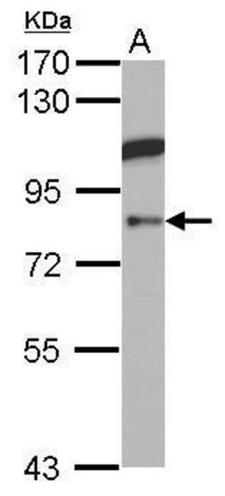 KAO Polyclonal Antibody, Invitrogen 100 &mu;L; Unconjugated:Antibodies,