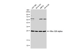 Invitrogen RhoGDI Polyclonal Antibody 100 &mu;L; Unconjugated:Antibodies,