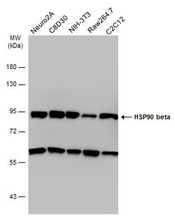 Invitrogen HSP90 beta Polyclonal Antibody 100 &mu;L | Buy Online | Invitrogen&trade; | Fisher Scientific