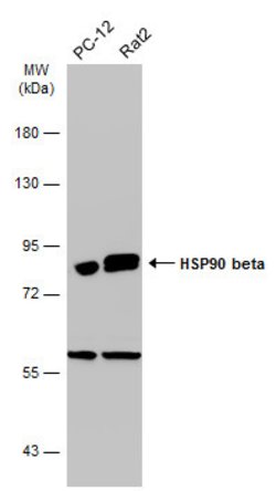 Invitrogen HSP90 beta Polyclonal Antibody 100 &mu;L | Buy Online | Invitrogen&trade; | Fisher Scientific