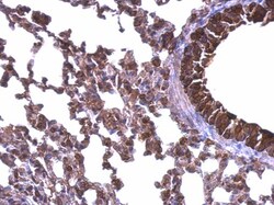 Invitrogen HSP90 beta Polyclonal Antibody 100 &mu;L | Buy Online | Invitrogen&trade; | Fisher Scientific