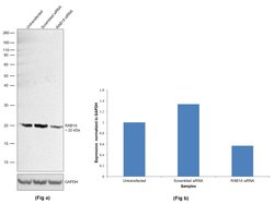 Invitrogen RAB1A Polyclonal Antibody 100 &mu;L; Unconjugated:Antibodies,