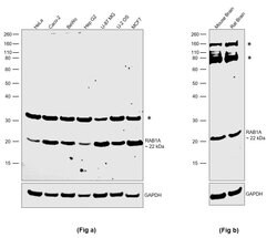 Invitrogen RAB1A Polyclonal Antibody 100 &mu;L; Unconjugated:Antibodies,