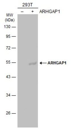 Invitrogen RhoGAP Polyclonal Antibody 100 &mu;L; Unconjugated:Antibodies,