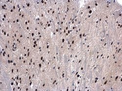 Invitrogen UAP56 Polyclonal Antibody 100 &mu;L; Unconjugated:Antibodies,