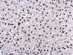 Invitrogen UAP56 Polyclonal Antibody 100 &mu;L; Unconjugated:Antibodies,