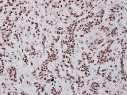 Invitrogen UAP56 Polyclonal Antibody 100 &mu;L; Unconjugated:Antibodies,