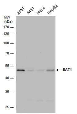 Invitrogen UAP56 Polyclonal Antibody 100 &mu;L; Unconjugated:Antibodies,