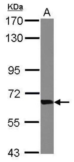Invitrogen Transketolase Polyclonal Antibody 100 μL; Unconjugated:Antibodies,