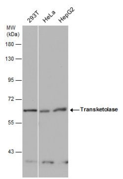 Invitrogen Transketolase Polyclonal Antibody 100 μL; Unconjugated:Antibodies,