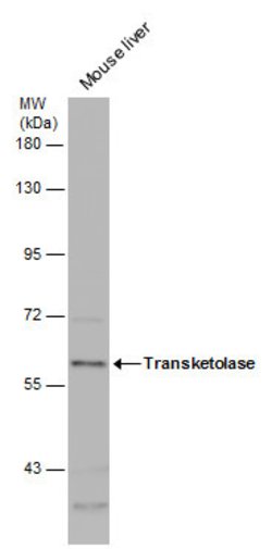 Invitrogen Transketolase Polyclonal Antibody 100 μL; Unconjugated:Antibodies,