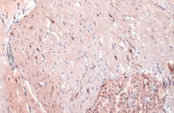 Invitrogen IBA1 Polyclonal Antibody 100 &mu;L; Unconjugated:Antibodies,