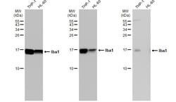 Invitrogen IBA1 Polyclonal Antibody 100 &mu;L; Unconjugated:Antibodies,