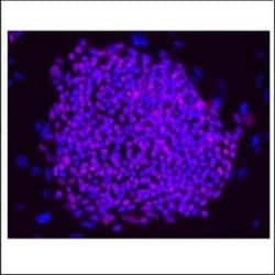 Invitrogen OCT4 Polyclonal Antibody 100 μL; Unconjugated:Antibodies,