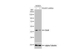 Invitrogen OCT4 Polyclonal Antibody 100 μL; Unconjugated:Antibodies,