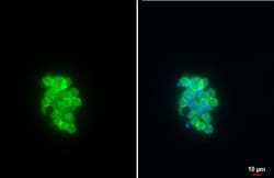 Invitrogen CD19 Polyclonal Antibody 100 &mu;L; Unconjugated:Antibodies,