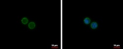 Invitrogen CD19 Polyclonal Antibody 100 μL; Unconjugated:Antibodies,