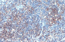 Invitrogen CD19 Polyclonal Antibody 100 &mu;L; Unconjugated:Antibodies,