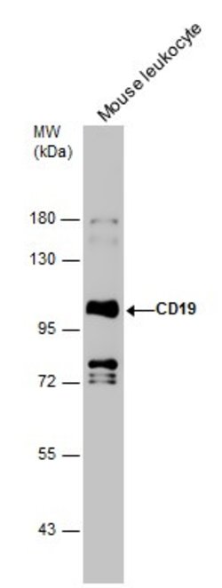 Invitrogen CD19 Polyclonal Antibody 100 &mu;L; Unconjugated:Antibodies,