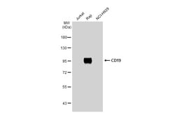 Invitrogen CD19 Polyclonal Antibody 100 &mu;L; Unconjugated:Antibodies,