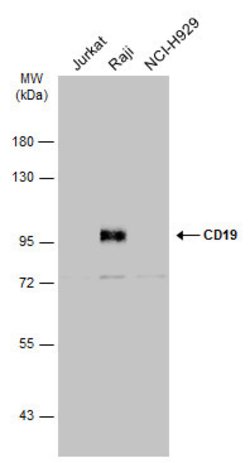 Invitrogen CD19 Polyclonal Antibody 100 &mu;L; Unconjugated:Antibodies,