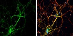 Invitrogen GAP43 Polyclonal Antibody 100 &mu;L; Unconjugated:Antibodies,