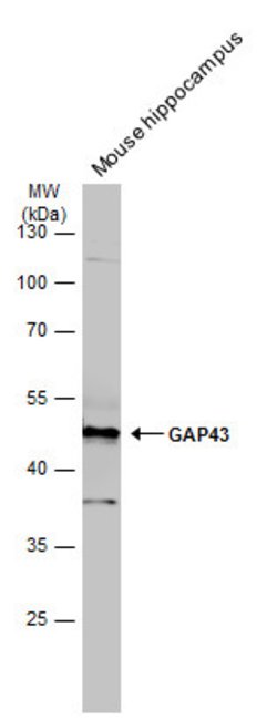 Invitrogen GAP43 Polyclonal Antibody 100 &mu;L; Unconjugated:Antibodies,