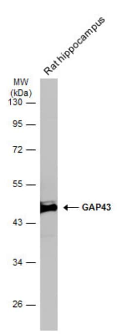 Invitrogen GAP43 Polyclonal Antibody 100 &mu;L; Unconjugated:Antibodies,