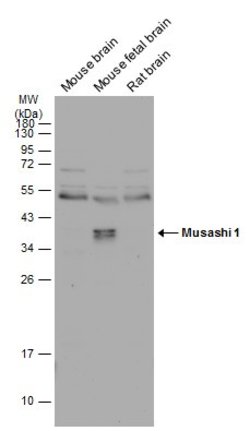 Invitrogen MSI1 Polyclonal Antibody 100 &mu;L | Buy Online | Invitrogen&trade; | Fisher Scientific