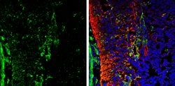 Invitrogen Galectin 1 Polyclonal Antibody 100 &mu;L; Unconjugated:Antibodies,