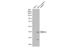 Invitrogen PU.1 Polyclonal Antibody 100 &mu;L; Unconjugated:Antibodies,