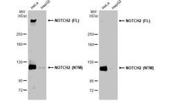Invitrogen NOTCH2 Polyclonal Antibody 100 &mu;L; Unconjugated:Anticuerpos