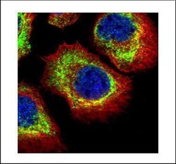 Invitrogen alpha Adducin Polyclonal Antibody 100 &mu;L; Unconjugated:Antibodies,