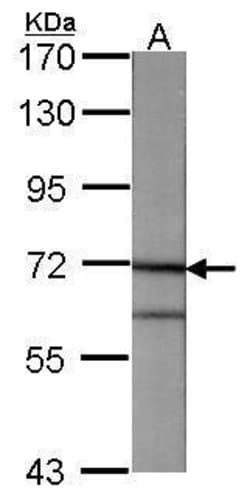 Invitrogen Annexin A6 Polyclonal Antibody 100 &mu;L; Unconjugated:Antibodies,
