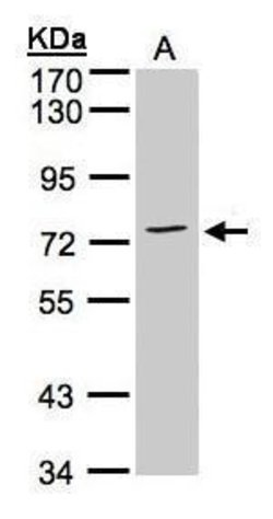 Invitrogen Annexin A6 Polyclonal Antibody 100 &mu;L; Unconjugated:Antibodies,
