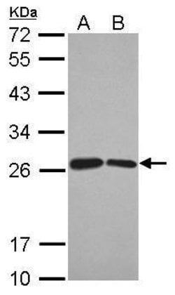 Invitrogen BUD31 Polyclonal Antibody 100 &mu;L; Unconjugated:Antibodies,